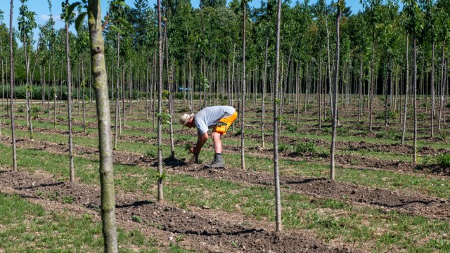 SZ-Serie: Grün im Grau: Wilhelm Töns von der Städtischen Baumschule pflegt die jungen Bäume.