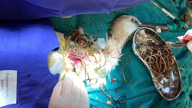 Tierschutz: Gerettet: Der Jungvogel aus Langengeisling während der Operation in der Vogelklinik.