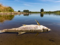 Fischsterben in der Oder: „Es ist ein vergiftetes Katastrophengebiet“