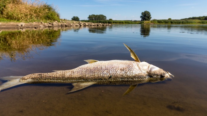 Fischsterben in der Oder: Auf Höhe der Insel Ziegenwerder in Frankfurt (Oder) liegt ein toter Fisch am Ufer der Oder.