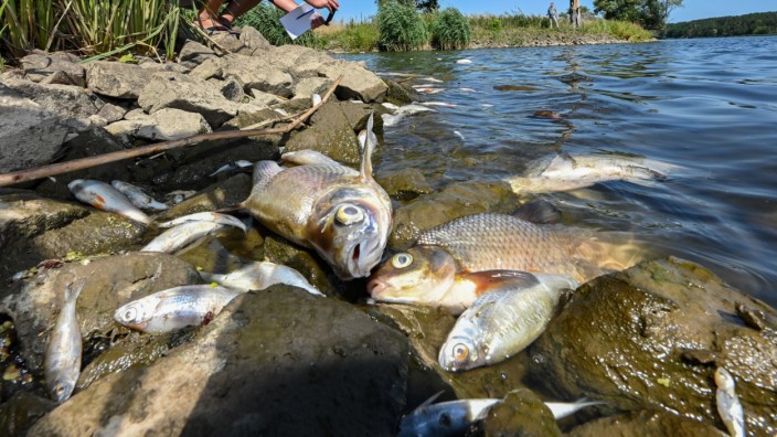 Fischsterben in der Oder: Massen an toten Fischen treiben in der Oder - wie hier im Nationalpark Unteres Odertal.