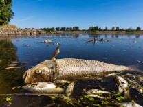 Fischsterben in der Oder: Umweltkatastrophe könnte sich auf Ostsee ausweiten