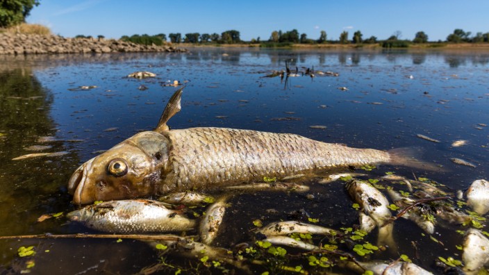 Fischsterben in der Oder: Ein verendeter Döbel und andere tote Fische schwimmen in der Oder bei Brieskow-Finkenheerd.