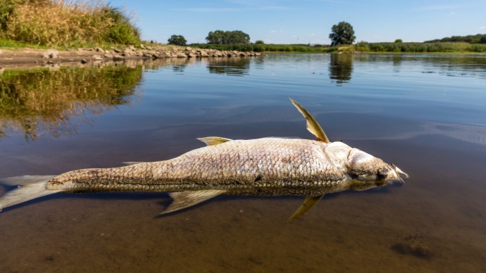 Nach Fischsterben: Im August 2022 starben wegen Verunreinigungen tonnenweise Fische in der Oder.