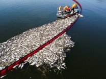 Fischsterben: Lemke: “Wirklich schlimme Umweltkatastrophe”
