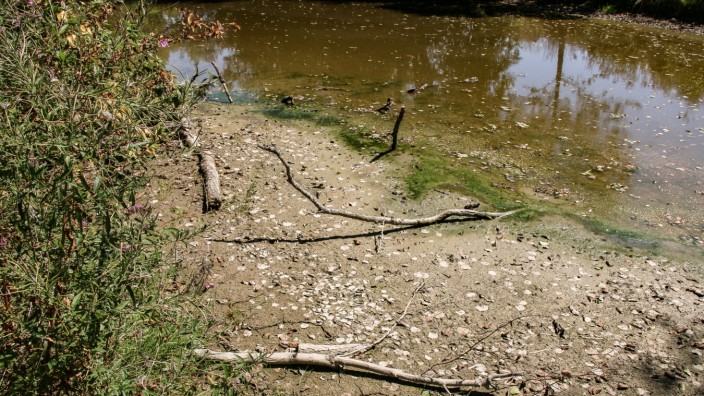Dürre in Dachau: Schlamm und Steine, aber kaum noch Wasser: das Flussbett der Ilm bei Pipinsried.
