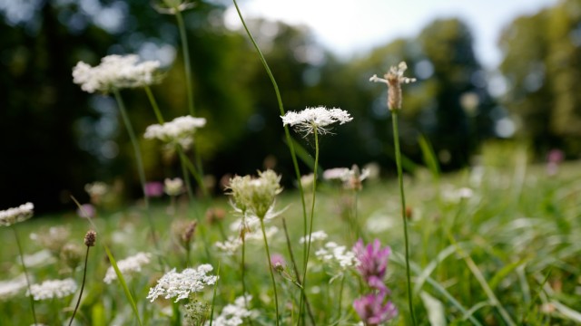 Serie SZ: Grün auf Grau: Der Englische Garten war von Anfang an nicht auf gerade Wege und symmetrisch angeordnete Blumenbeete angelegt.