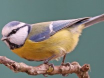 Vögel: Glanzlos in die Klimakrise