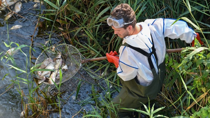 Fischsterben in der Oder: Mehr als hundert Tonnen: An der Westoder holt ein Naturschützer tote Fische aus dem Wasser.