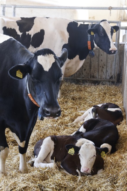 Ausgezeichnete Landwirtschaft: Einen großen Liegekomfort und viel Licht finden die Kühe im Stall.