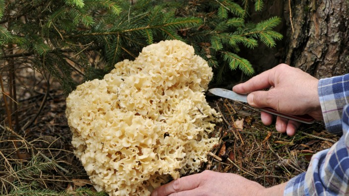 Trockenheit: Die wohlschmeckende Krause Glucke, die bevorzugt an den Stümpfen von Kiefern wächst, wird mit dem Taschenmesser geerntet.