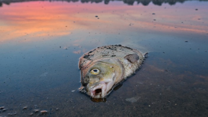 Umweltkatastrophe: Eine tote Brasse im flachen Wasser der Oder.