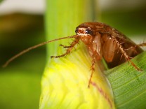Insekten: Sommer der Bernsteinschaben