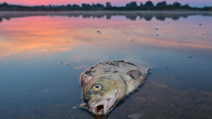 Fischsterben: Polnische Behörden stehen in der Kritik. Sie haben nur zögerlich auf erste Hinweise zu dem Fischsterben in der Oder reagiert.