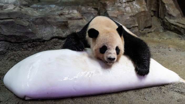 Klimawandel: Was für eine Bärenhitze: Ein Panda kühlt sich im Zoo von Guangzhou in der südlichen chinesischen Provinz Guangdong auf einem Eisblock ab.