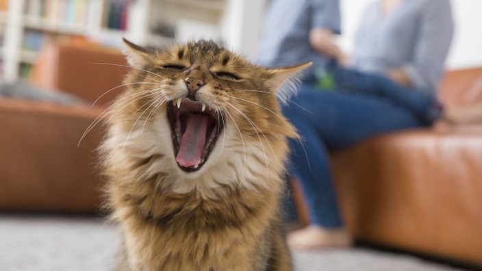 Mietrecht: Zeit für eine Siesta! Katzen bringen Gemütlichkeit in die Wohnung. Doch sie können auch Konflikte mit den Nachbarn auslösen.