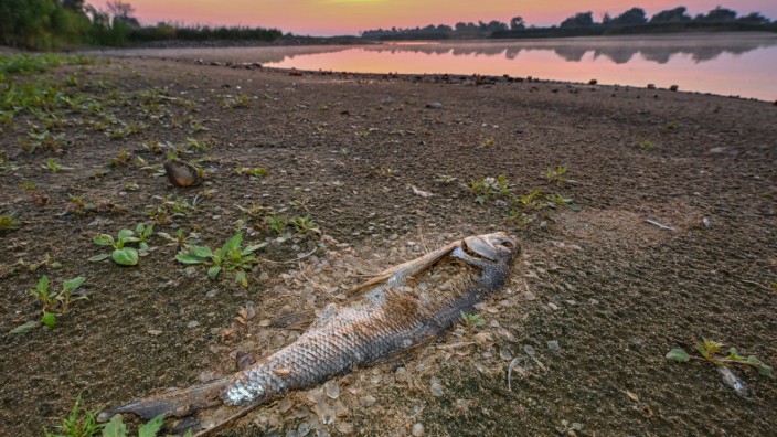 Umwelt: Der tote Fluss: Ein verwester Fisch am Ufer der Oder.