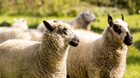 Mental illness: Sheep used for treatment are part of a large productive flock.