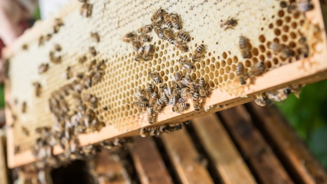 Psychische Erkrankungen: Der Kontakt zu Bienen kann dabei helfen, Ängste zu überwinden.