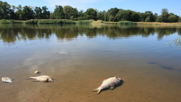 Fischsterben in der Oder: Klar können Sie hier baden: Diese Aufnahme von der Oder in Cigacice stammt vom 11. August. Polnische Behörden versuchten da noch, die Vergiftung des Flusses herunterzuspielen.
