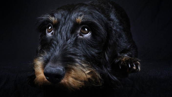 Tiere: Hunde haben Emotionen und bringen sie zum Ausdruck - teils auch mit feuchten Augen.