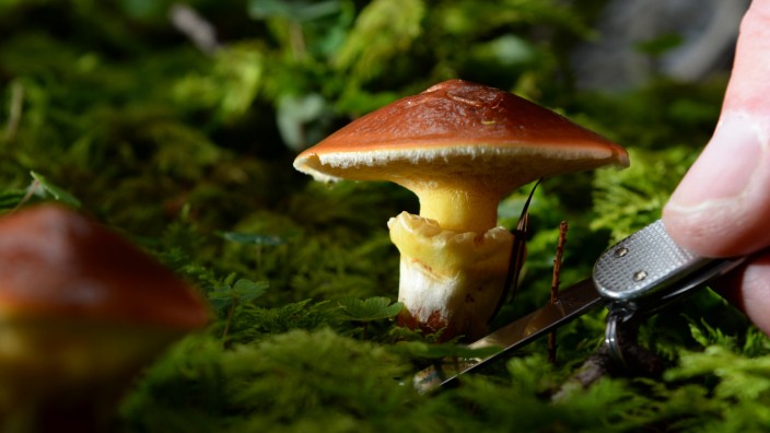 Natur: Einige Pilzarten sind in Bayern noch besonders stark radioaktiv belastet.