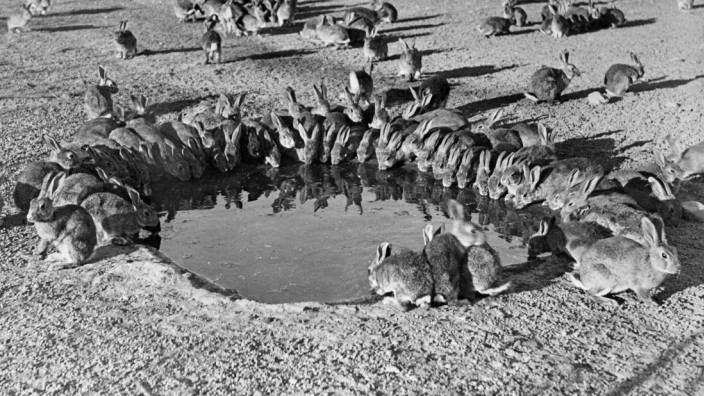 Ökologie: Kaninchen an einem Wasserloch auf der australischen Wardang-Insel, 1938.