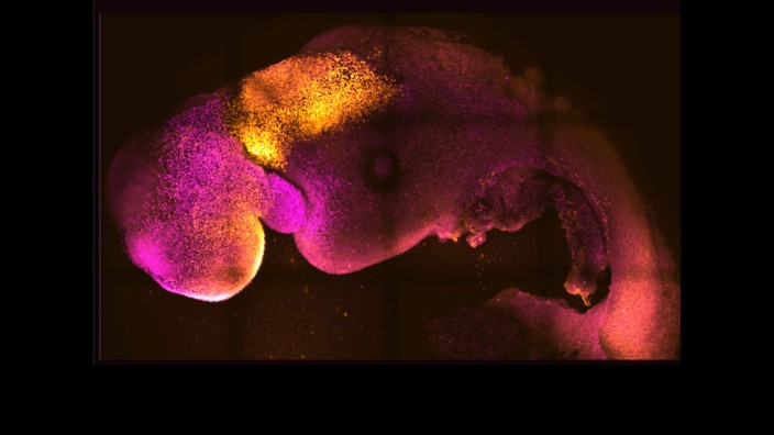 Medizin: Der synthetische Embryo sieht seinem natürlichen Pendant erstaunlich ähnlich.