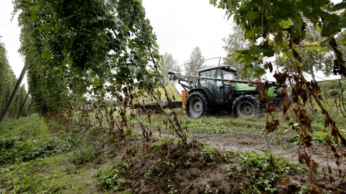 Hallertau: In diesen Tagen beginnt in der Hallertau die Hopfenernte, wie hier in Kleingründling bei Nandlstadt stehen die Traktoren schon bereit. Die Landwirte müssen aufgrund der Trockenheit mit erheblichen Einbußen rechnen.