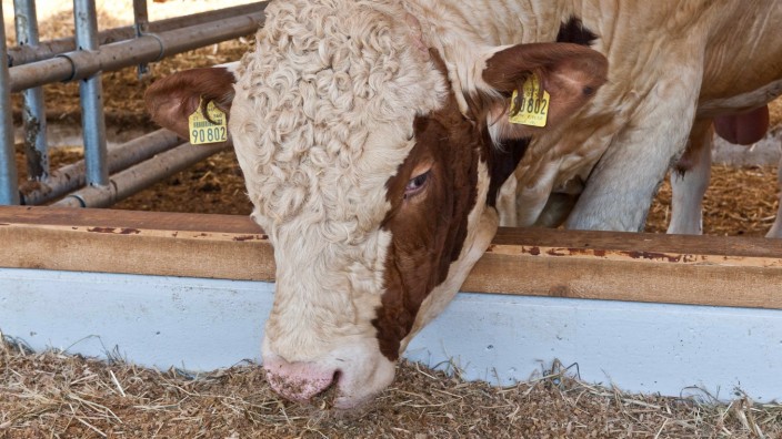 Tierwohl in Poing: Glückliche Rinder sind ein beliebtes Werbeversprechen. Auf dem Schimpfhof in Angelbrachting ist es nun Wirklichkeit geworden.