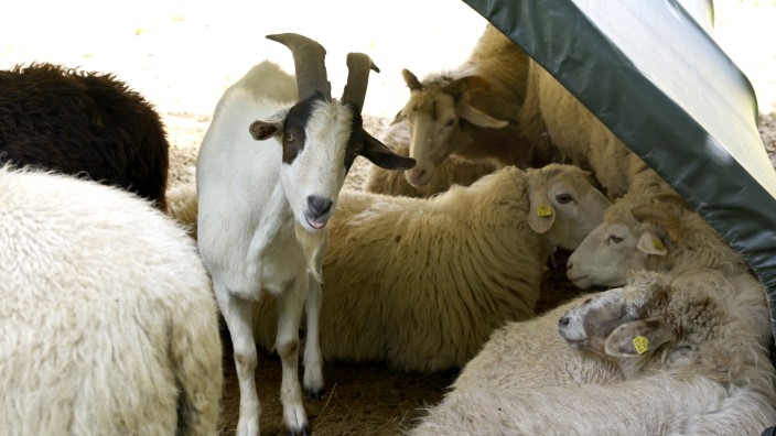 Ausgesetztes Tier in Freising: Der geschlechtsreife Ziegenbock fühlt sich inmitten der Schafherde sichtlich wohl.