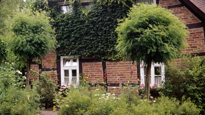Garten: So könnte es bald auch in den Vorgärten von Saarlouis aussehen: zwei Kugelrobinien vor einem alten Fachwerkhaus.