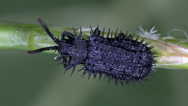 Umwelt und Naturschutz: Die Dornen des Schwarzen Stachelkäfers sind einzigartig.