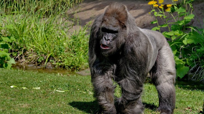Menschenaffen: Das Gorilla-Männchen Fritz war über viele Jahre hinweg der Star im Nürnberger Tiergarten. Allerdings hat der Menschenaffe bis zu seinem Tod im August 2018 nicht nur Schönes erlebt.
