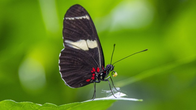 Freizeit in München: Schmetterlinge gehören zu den schönsten und faszinierendsten Lebewesen unseres Planeten. Hier der Fleckenfalter Nymphalinae.