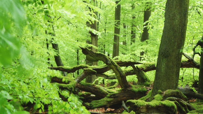 Naturschutz: Der Spessart ist berühmt für seine weitläufigen, urwüchsigen Laubwälder. Hier das Naturschutzgebiet am Rohrberg mit seinen teils 400 Jahre alten Eichen und 200-jährigen Buchen.