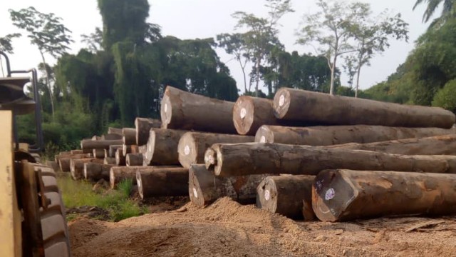 Klimawandel: Regenwald im Kongo: Wer Fotos von Abholzungsaktionen macht und weiterleitet, lebt gefährlich. Öffentlichkeit bietet einen gewissen Schutz.