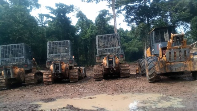 Klimawandel: Regenwald im Kongo: Die Holzfäller rücken mit schweren Maschinen an.