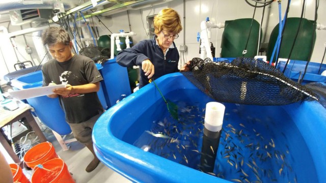Nachwuchsmangel: Wasserkreisläufe und Aquakulturen: Wie die Indoor-Fischwirtschaft in Zukunft aussehen könnte, erforschen Wissenschaftler des Dartmouth College.