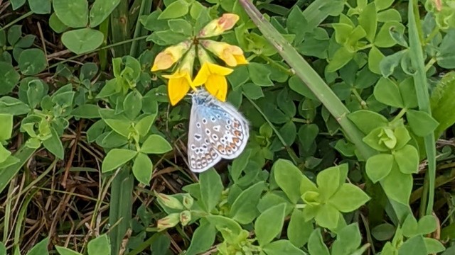 Mähwiesen-Projekt: Wo es blüht, finden sich auch Schmetterlinge ein. Hier hat sich ein Hauhechel-Bläuling auf einer Hornklee-Blüte niedergelassen.