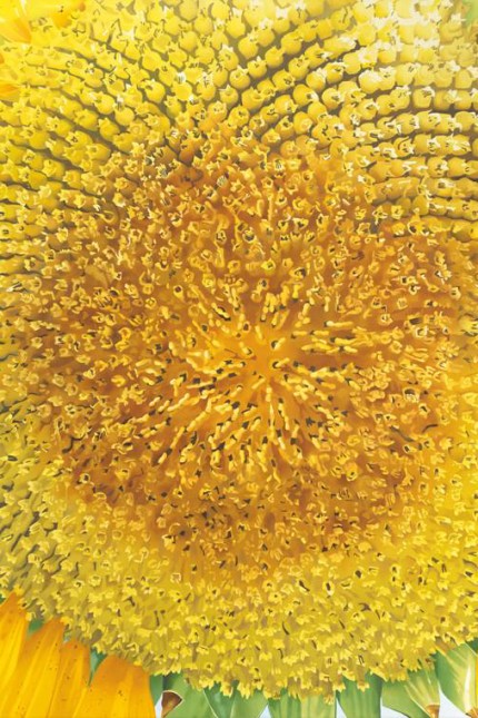 Event: Heinrich Salzmann: Sonnenblume, 2020 in der Galerie Rieder.