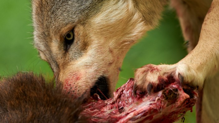 Rückkehr der Wölfe: Wölfe sind bei Almbauern äußerst unbeliebt. Denn ihre Nutztiere seien dem Raubtier hilflos ausgeliefert, sagen sie.