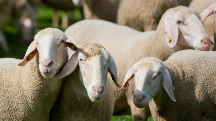 Werdenfelser Land: Schafe stehen in einer Herde auf einer Wiese.