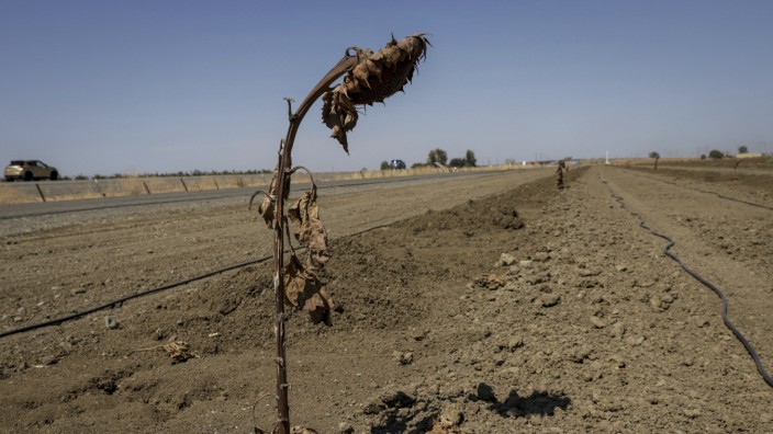 Klimawandel: Vertrocknete Sonnenblume auf einem Feld