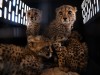 BEZAHLBILDER
Cheetahs for Sale
Bildnachweis: Nichole Sobecki / VII / Redux / laif