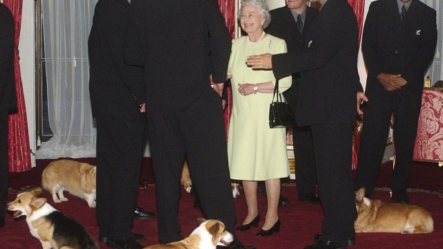 Die Corgis der Queen: Den sich bewegenden Teppich lernten auch die jungen Herren der neuseeländischen Rugby-Nationalmannschaft bei einem Besuch im Buckingham Palast 2002 kennen.