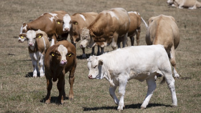 Lebenshaltungskosten: Kühe und Kälbchen auf einer vertrockneten Weide in Mittelhessen. Der Klimawandel hat nicht nur Auswirkungen auf die Preise für Agrarprodukte.