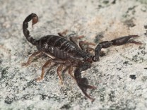 Ig-Nobelpreis: Skorpione mit Verstopfung bleiben länger Single
