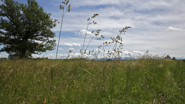 Wirtschaft im Oberland: Eine der artenreichen Wiesen kurz vor der Ernte (Bild bei Degerndorf).