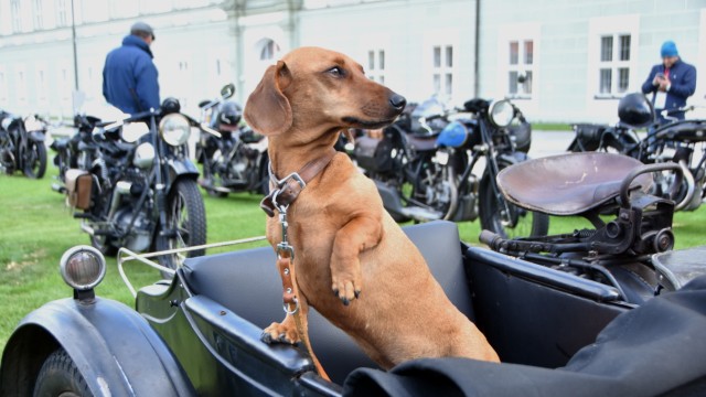 Fürstenfeldbruck: Auch ein Hund fährt mit: Dackel Seppl im Beiwagen.